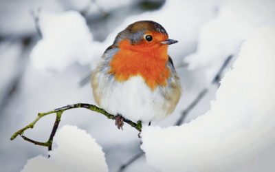 Vogels verwennen in de winter