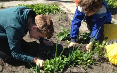 Subsidie groene schoolplein